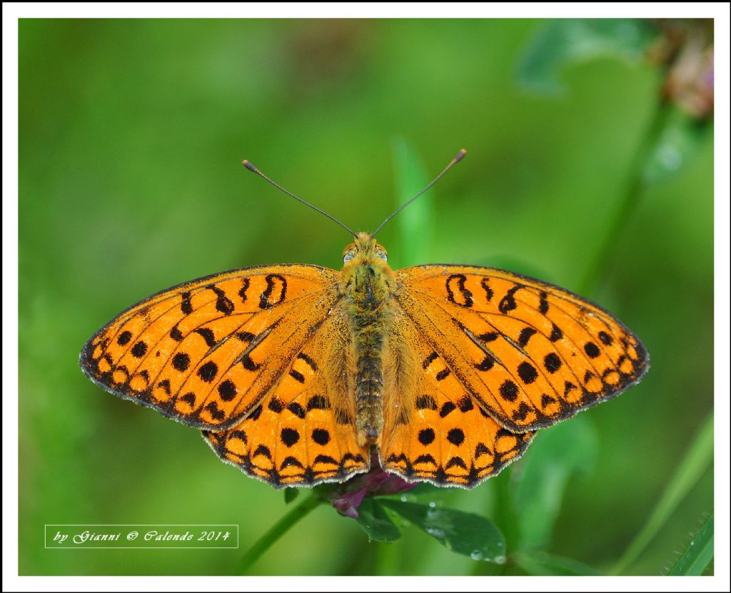 Argynnis niobe?